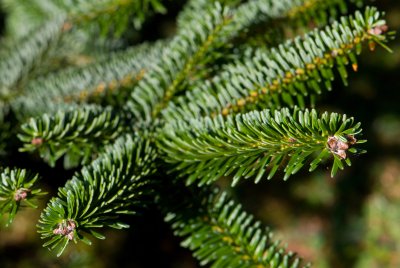 Abies numidica - jedle numidská - jehlice